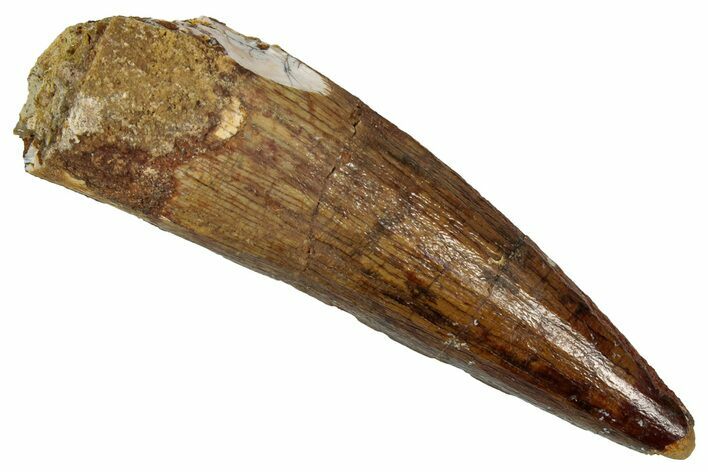 Fossil Spinosaurus Tooth - Real Dinosaur Tooth #353001